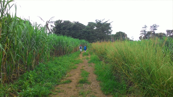 A walk among the sugarcanes