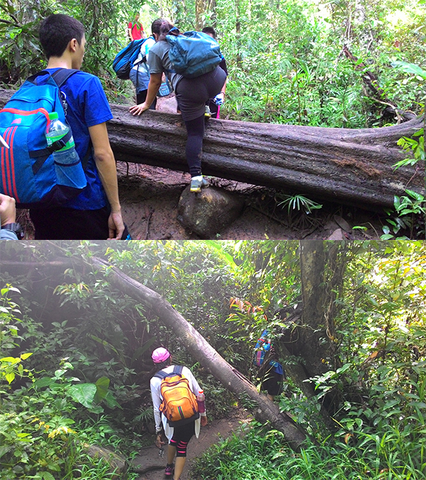 There were lots of fallen trees and branches to maneuver through
