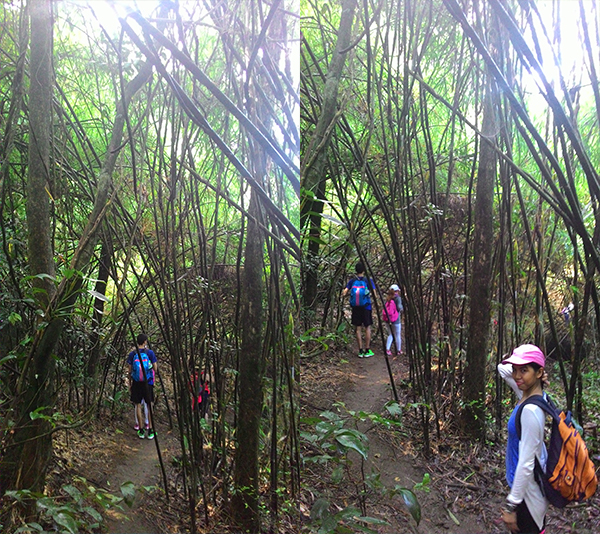 Bamboo territory means you're near the campsite