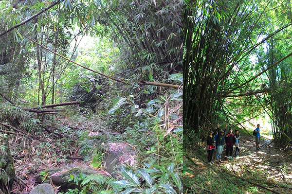 Into the bamboo forest