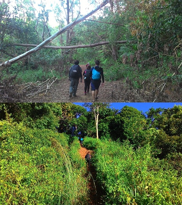 Lots of fallen trees mark the trail