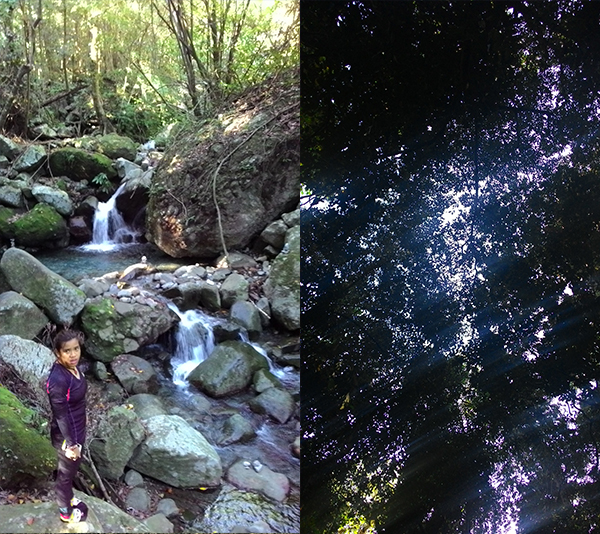Papaya falls and the forest ceiling as I lay on the forest bed