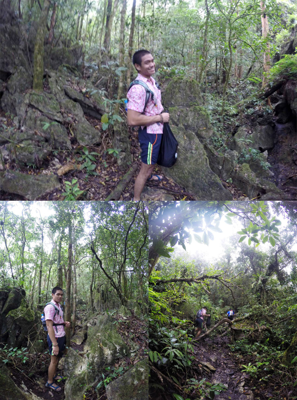 The forest trail going up the mountain