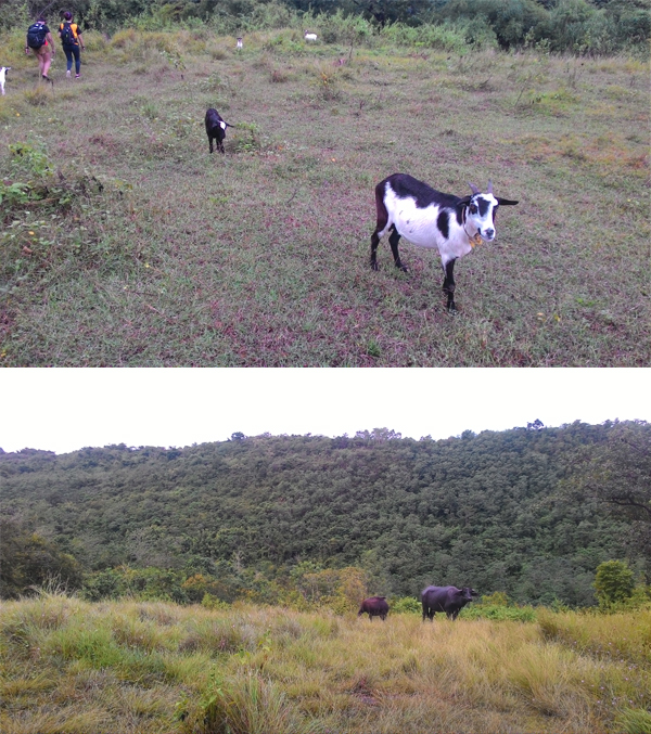 The fauna along the foresty trail to Mt. Manalmon's summit