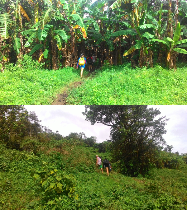 Most of the mountain is used as a plantation for bananas and other foods, so the trail is well trodden and the soil is soft