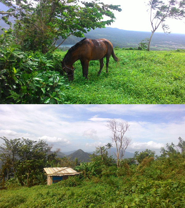 There are also horses and houses in the summit
