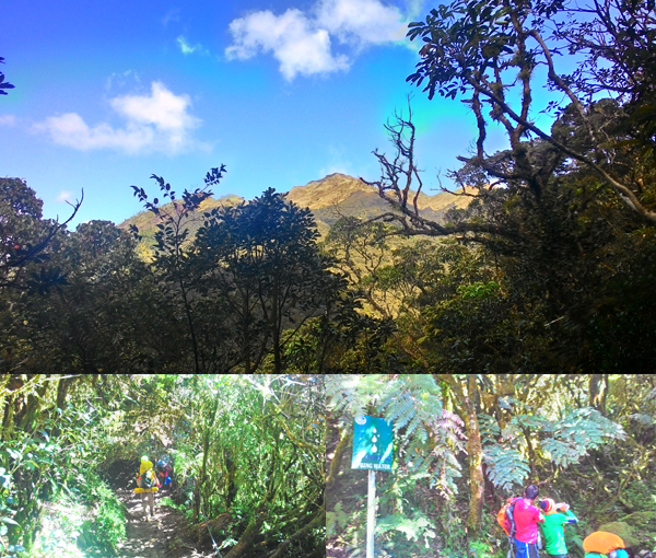 The view of Pulag from Ambangeg; trees everywhere, straight to where we bought iced buko
