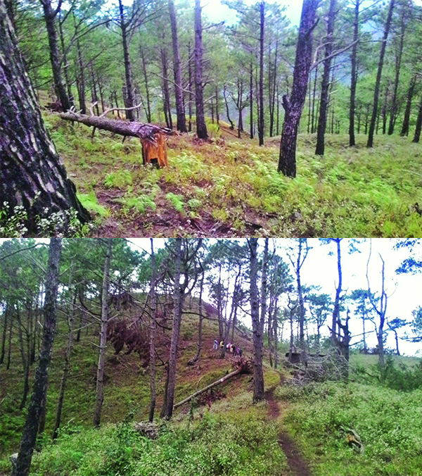 Trees give shade and a cool breeze early on in the hike