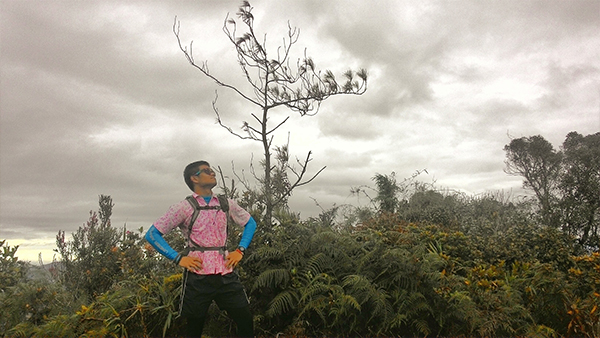 The world tree at the summit