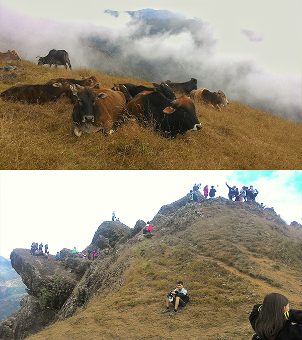 Waiting with the cows for our turn with Gungal