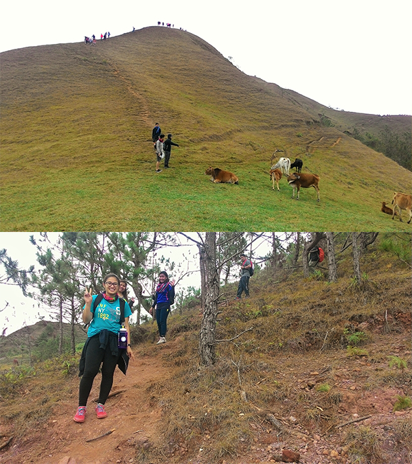 More cows on the descent