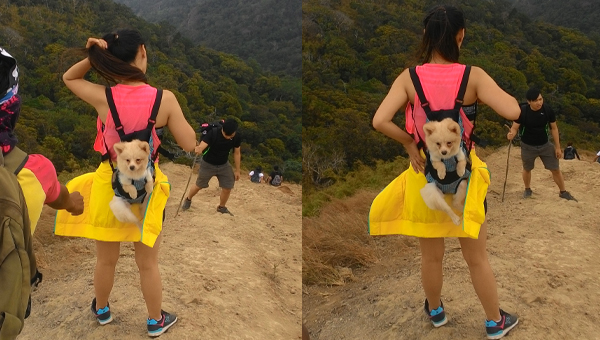 Cute doggy at the summit