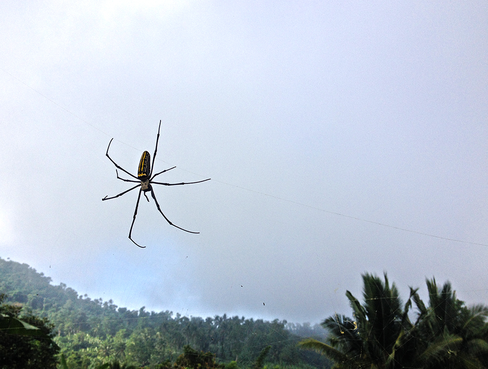 Hello, Mr. Spider who was as big as my hand and was hanging out right beside the trail