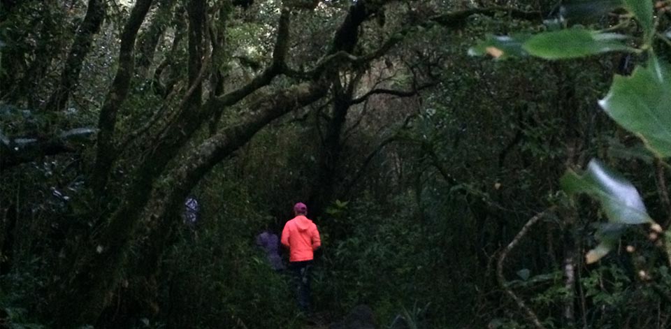 Wandering into the mossy forest
