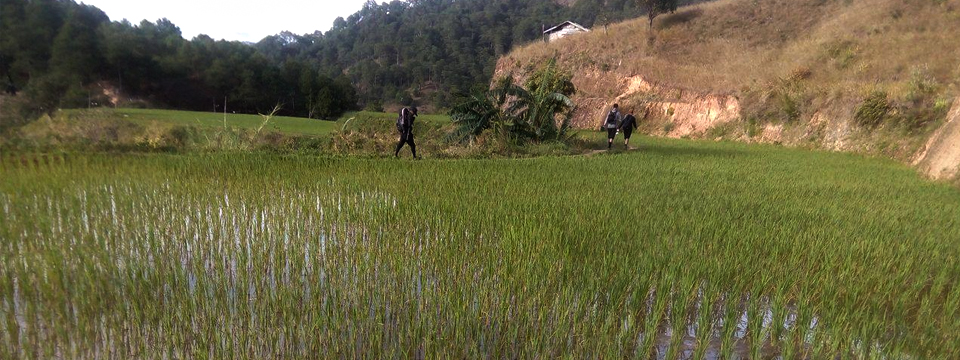 The rice plantations in Lusod village