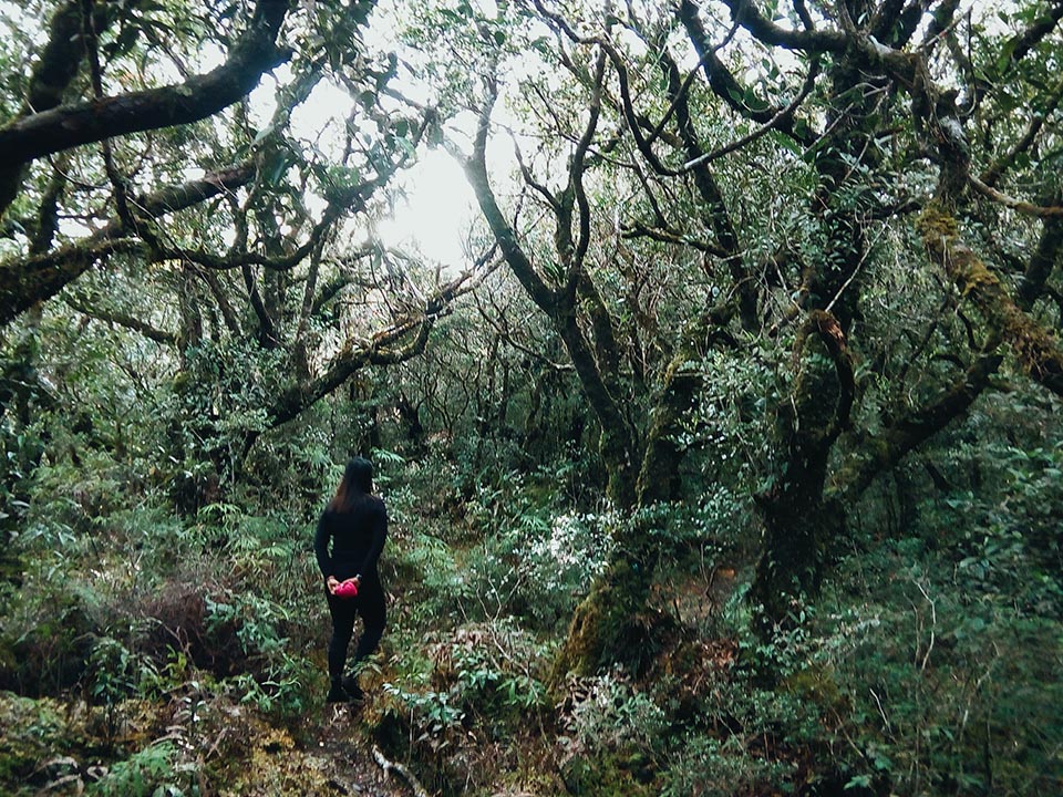 Even the mossy forest was enchanting with its beauty